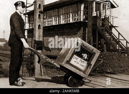 Un vintage fotografia che mostra un British Rail porter (LNER) wheeling un cucciolo live attraverso un incrocio ferroviario vicino a una casella segnale, eventualmente a Wigan, Regno Unito. Foto Stock