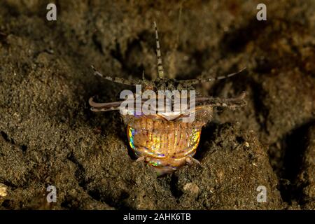 Bobbit(t) del worm o del riscontro di sabbia) è un predatore acquatico polychaete worm abitazione a fondo dell'oceano, Eunice aphroditois Foto Stock