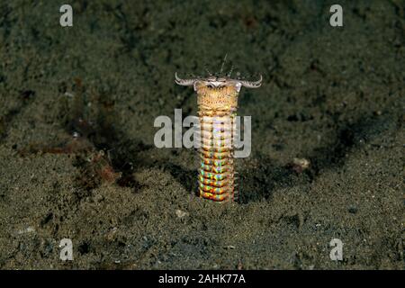 Bobbit(t) del worm o del riscontro di sabbia) è un predatore acquatico polychaete worm abitazione a fondo dell'oceano, Eunice aphroditois Foto Stock