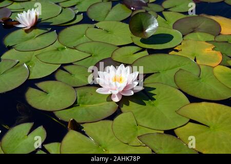 Nymphaea alba (European bianco giglio d'acqua) è originaria del Nord Africa, temperate di Asia, Europa e Asia tropicale. Si tratta di una pianta acquatica di acqua fresca. Foto Stock