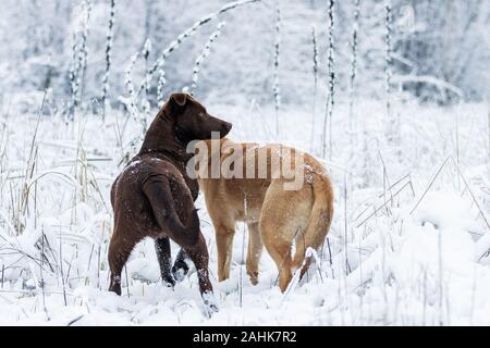 i cani sono bellissimi e si trovano su un campo innevato Foto Stock