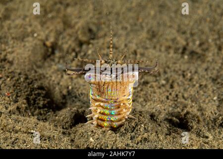 Bobbit(t) del worm o del riscontro di sabbia) è un predatore acquatico polychaete worm abitazione a fondo dell'oceano, Eunice aphroditois Foto Stock