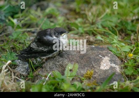 Una neonata viola-green swallow, caduto dal suo nido, si siede su una roccia tra il verde di erbe infestanti, decorrente fino attentamente e cercando disheveled e vulnerabili. Foto Stock