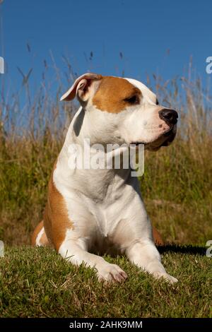 American Staffordshire terrier Foto Stock