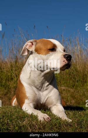 American Staffordshire terrier Foto Stock
