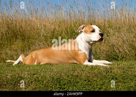 American Staffordshire terrier Foto Stock