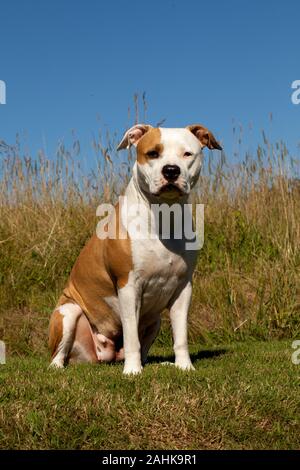 American Staffordshire terrier Foto Stock