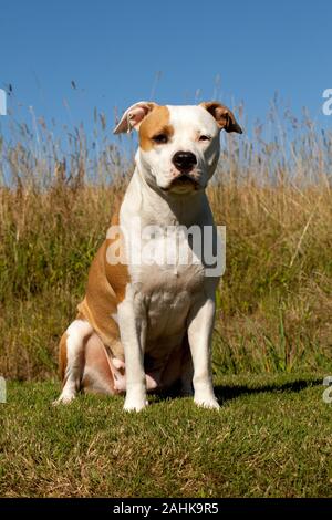 American Staffordshire terrier Foto Stock
