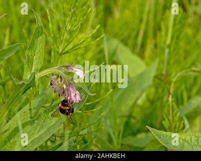 Ape su un viola comfrey fiore, messa a fuoco selettiva su un verde sfondo bokeh - consolida Foto Stock