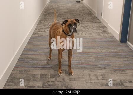 Cane Boxer con brindle iscrizioni Foto Stock