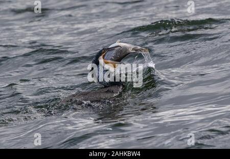 Cormorano Phalacrocorax carbo cattura trota, Farmoor Reservoir, Oxon, Regno Unito Foto Stock