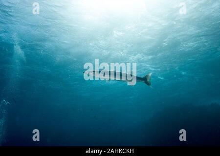 Barracuda, Ray-alettato di pesce Foto Stock