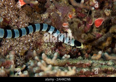 Nastrare sea krait, Laticauda colubrina, Serpente Marino Foto Stock