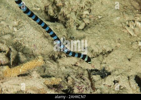 Nastrare sea krait, Laticauda colubrina, Serpente Marino Foto Stock