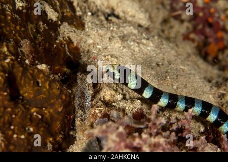 Nastrare sea krait, Laticauda colubrina, Serpente Marino Foto Stock