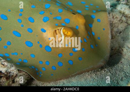 Bluespotted stingray, Neotrygon kuhlii, Dasyatis kuhlii, noto anche come bluespotted maskray o Kuhl's stingray, è una specie di stingray del Dasyati Foto Stock