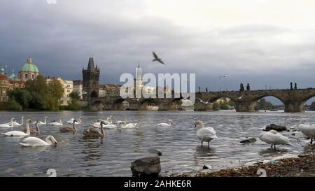 Ripresa a tutto campo dei cigni sul fiume Moldava e il Ponte Carlo a Praga Foto Stock