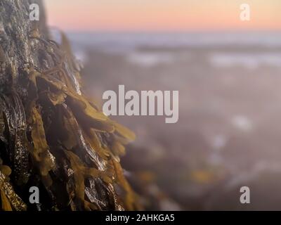 Foschia mattutina oltre la crescita di alghe marine in verticale Foto Stock