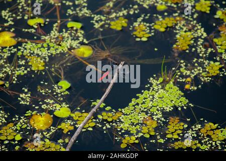 Dragonfly arroccato su un ramo sul lago. Foto Stock