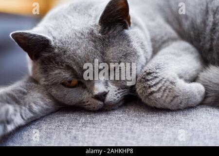 Sonno riposante cat risveglio da un pisolino sulla poltrona a casa Foto Stock