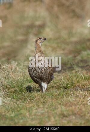 Fagiano di monte nero (Tetrao tetrix) femmina in corrispondenza del lek, Sanquhar, Dumfries and Galloway, SW Scozia Scotland Foto Stock