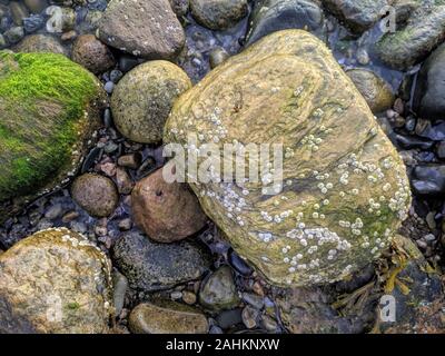 Le alghe che crescono su una roccia a Sunrise con cirripedi Foto Stock