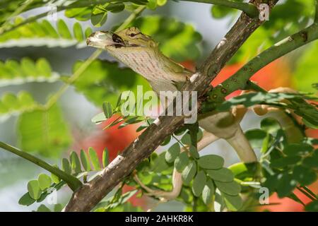 Femmina lucertola cambiabile mangiare butterfly Foto Stock