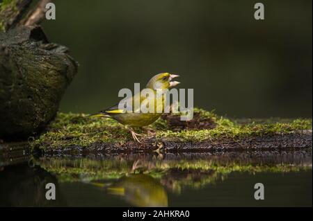 Verdone (Carduelis chloris) Il Parco Nazionale di Hortobágy, Ungheria Foto Stock