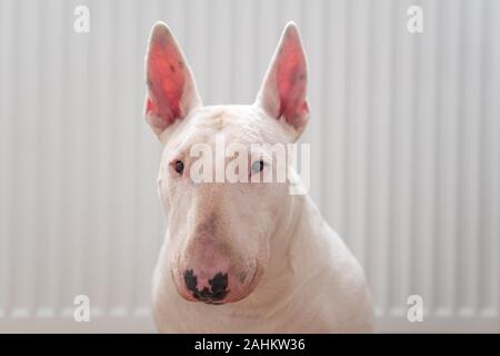 Foto ritratto di bianco bull terrier con sfondo bianco Foto Stock