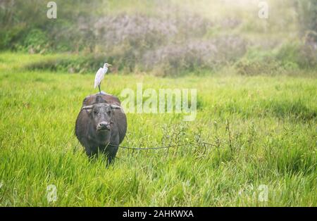 Un carabao (Bubalus bubalis) in piedi in un campo con un airone guardabuoi sul suo retro. Questo è il Filippine specie di bufalo d'acqua. Foto Stock