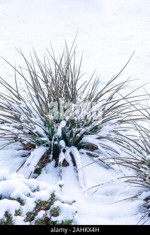 Deserto pianta di Yucca coperte nel bianco della neve. Foto Stock