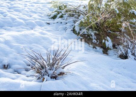 Piccolo yucca e creosoto cespuglio pianta nel deserto di Mojave con la neve. Foto Stock