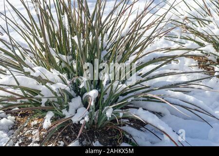 In inverno la neve su un rosso yucca pianta nel deserto di Mojave. Foto Stock