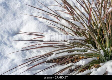 Spike aghi di un rosso yucca nella neve. Foto Stock