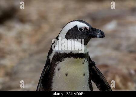 Pinguino africano (Spheniscus demersus) closeup Foto Stock