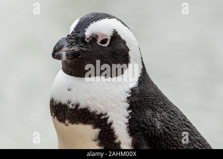 Pinguino africano (Spheniscus demersus) closeup Foto Stock