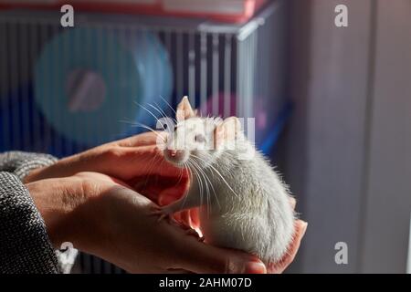 Il ratto si siede sulle sue mani sulla ragazza Foto Stock