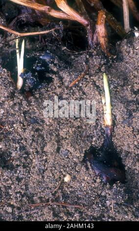 Acqua di castagne (ELEOCARIS DULCIS) cresce al di sotto del suolo, la germogliazione cormi in terreni umidi. L'acqua la castagna è un vegetale acquatica non un dado. Foto Stock