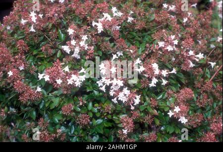 ABELIA lucida (LINNAEA X GRANDIFLORA SINONIMO ABELIA GRANDIFLORA. Foto Stock