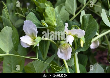 Blooming pisello (Pisum sativum) nel giardino Foto Stock