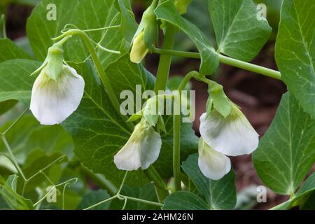 Blooming pisello (Pisum sativum) nel giardino Foto Stock