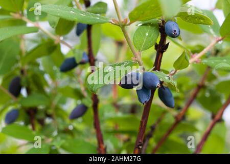 Caprifoglio bush con bacche mature in giardino Foto Stock