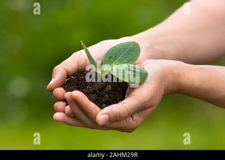 Le mani delle donne tenendo la piantina con terreno su sfondo sfocato Foto Stock