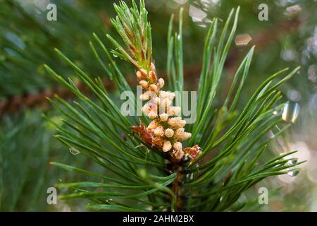 Strobile sul pine (Pinus sylvestris) Foto Stock