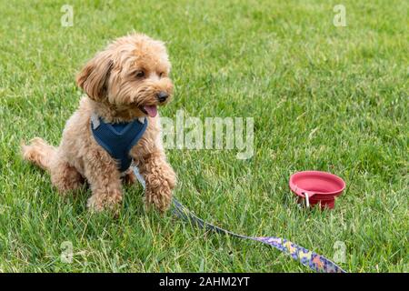 Cane da cucciolo Golden doodle (nome scientifico: Canis lupus familiaris) Foto Stock