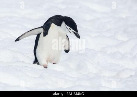 Di pinguini dal sottogola in Antartide Foto Stock