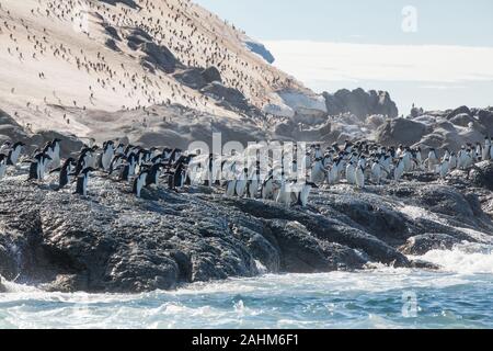 Adele enorme colonia di pinguini in pericolo le isole, l'antartide Foto Stock