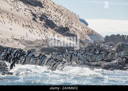 Adele enorme colonia di pinguini in pericolo le isole, l'antartide Foto Stock