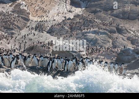 Adele enorme colonia di pinguini in pericolo le isole, l'antartide Foto Stock