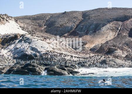 Adele enorme colonia di pinguini in pericolo le isole, l'antartide Foto Stock